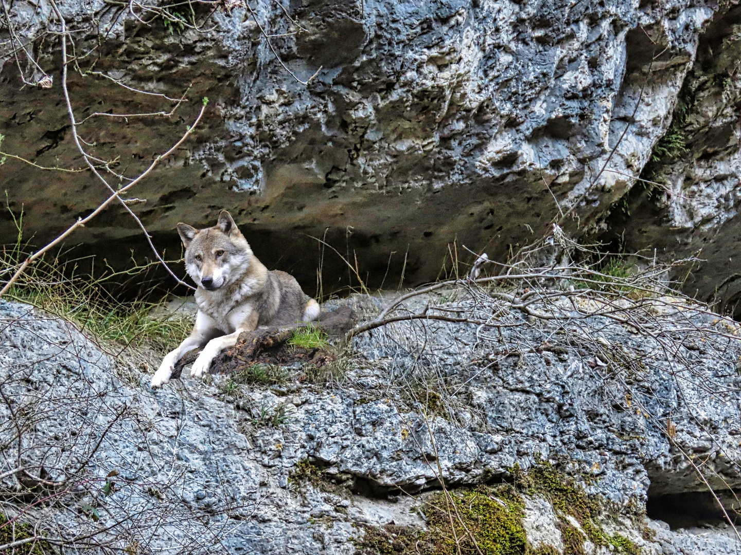 Wolf vor seinem Bau