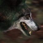 Wolf vorbeigehuscht