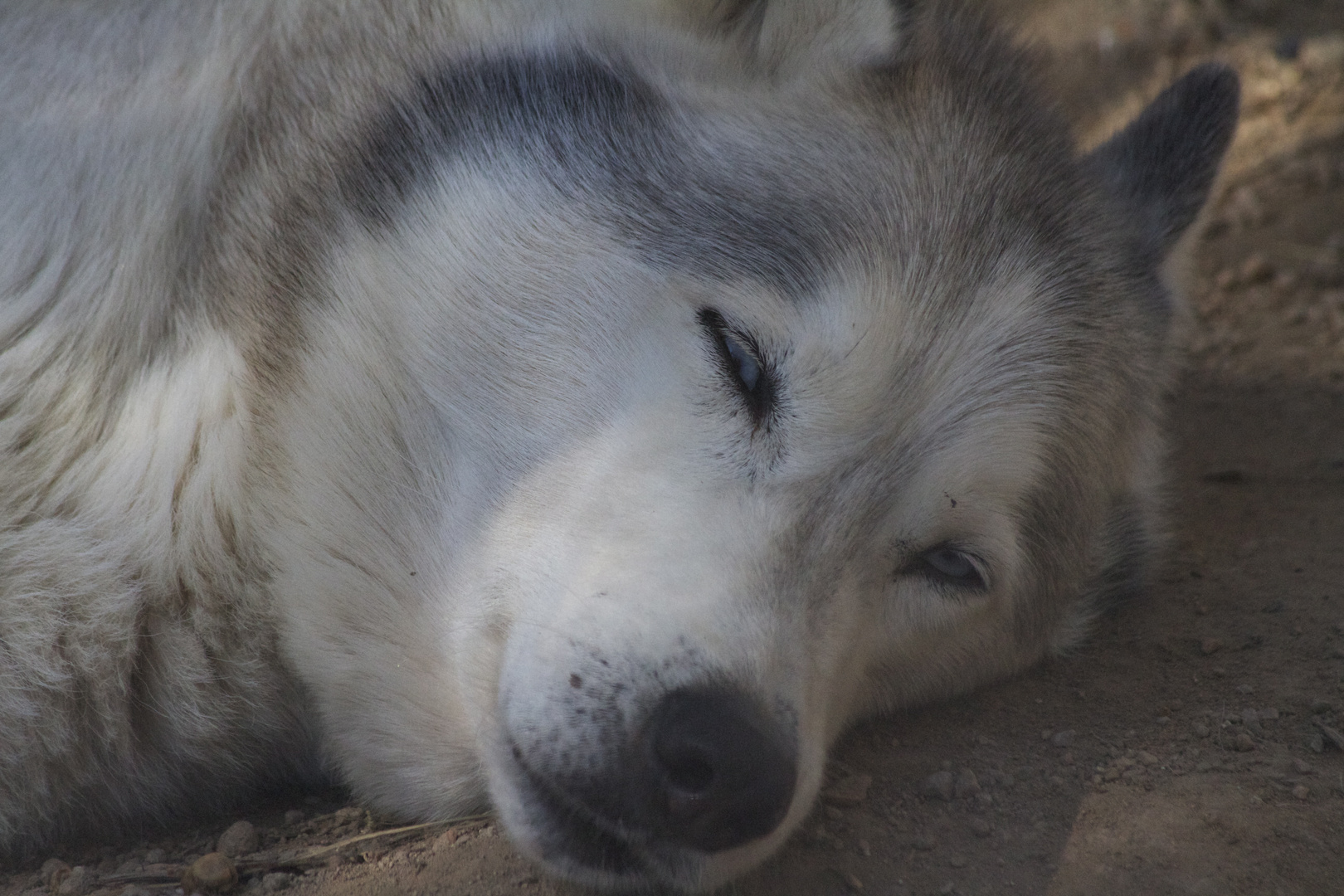 Wolf watching me watching him