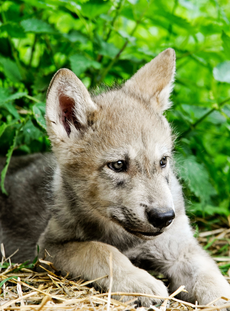 Wolf Welpe Foto Bild Tiere Zoo Wildpark Falknerei Natur Bilder Auf Fotocommunity