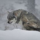 Wolf - wie am Klondike...ist aber im Nationalpark Bayrischer Wald