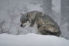 Wolf - wie am Klondike...ist aber im Nationalpark Bayrischer Wald
