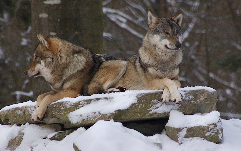 Wolf (Wildenburg)