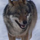 Wolf (Wildenburg)