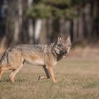 Wolf, wildlife in Brandenburg.