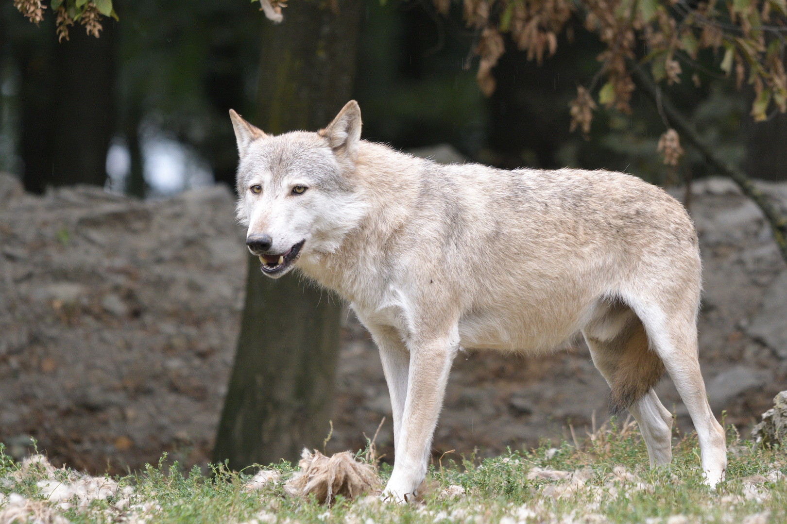 Wolf Wildpark Bad mergentheim