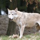 Wolf Wildpark Bad mergentheim