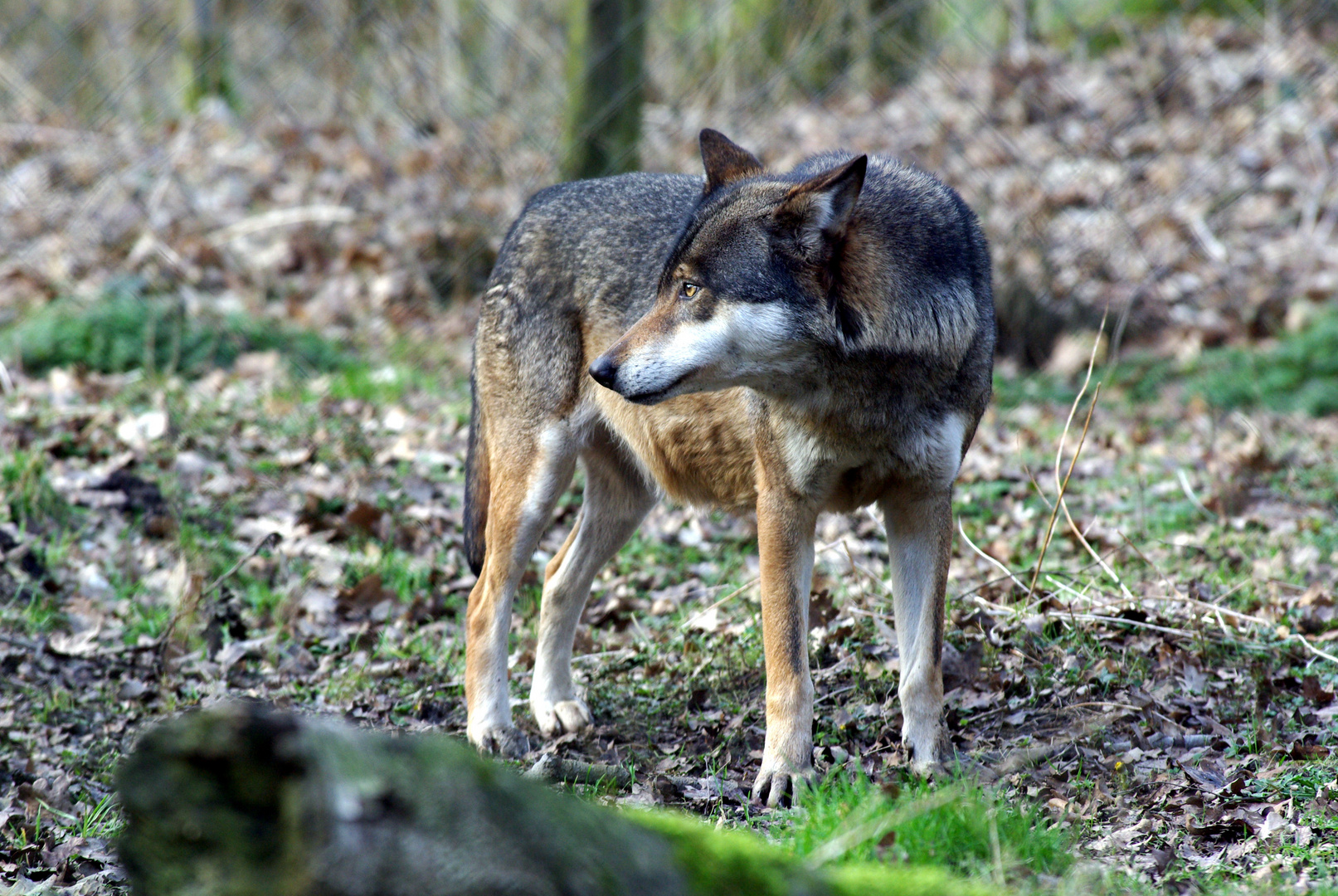 Wolf Wildpark Eekholt