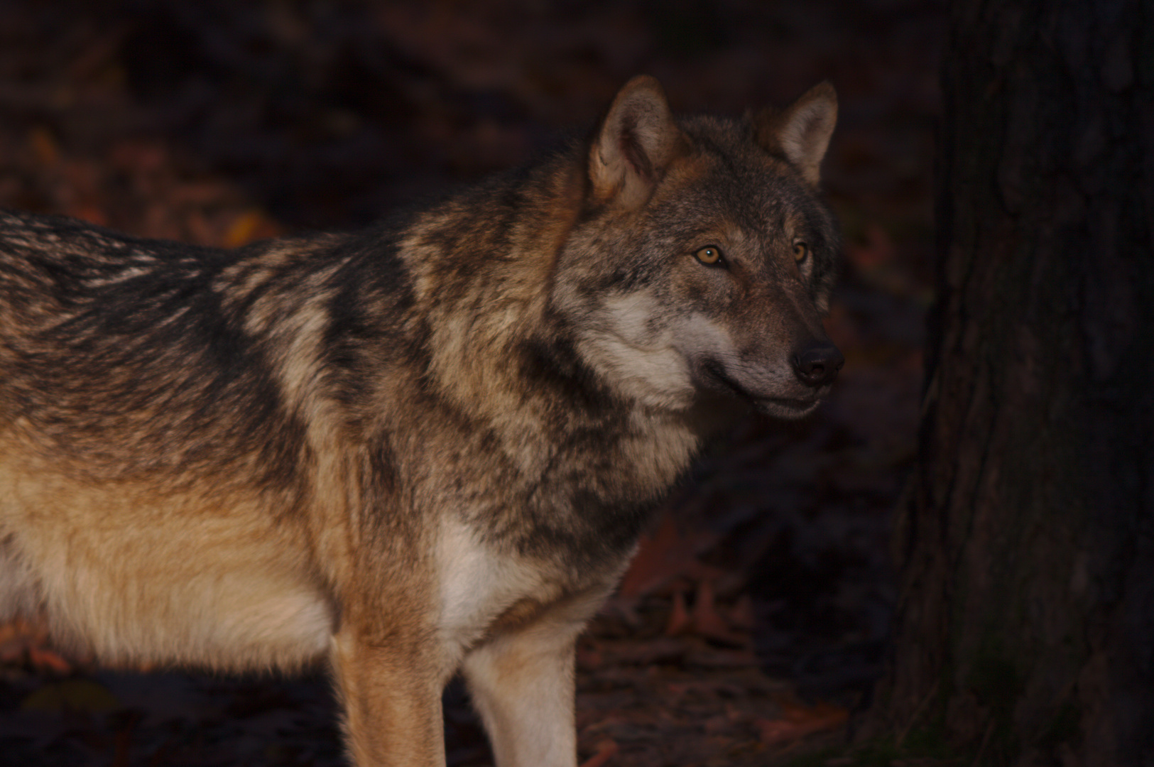 Wolf (Wildpark Gangelt)