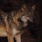 Wolf (Wildpark Gangelt)