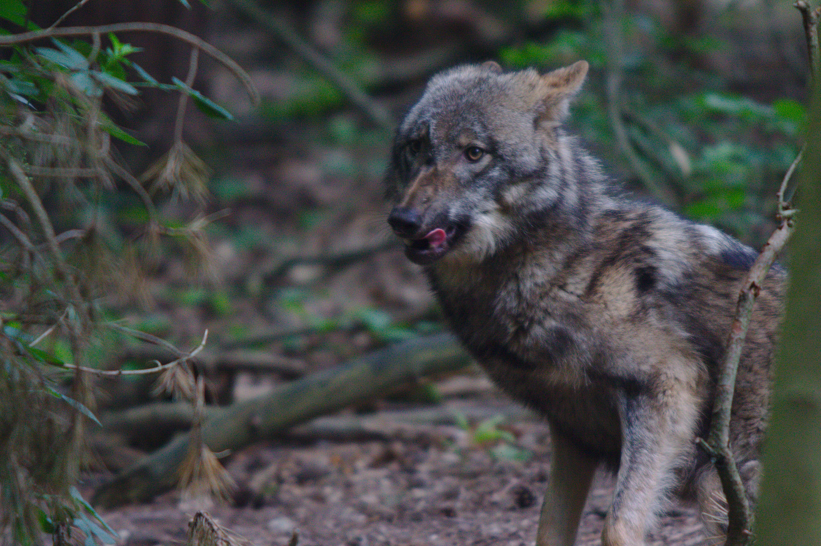 Wolf (Wildpark Gangelt)