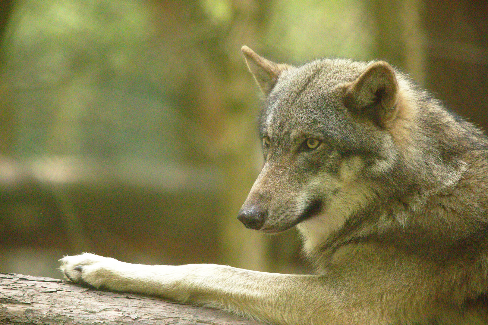 Wolf (Wildpark Gangelt)