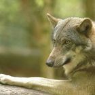 Wolf (Wildpark Gangelt)