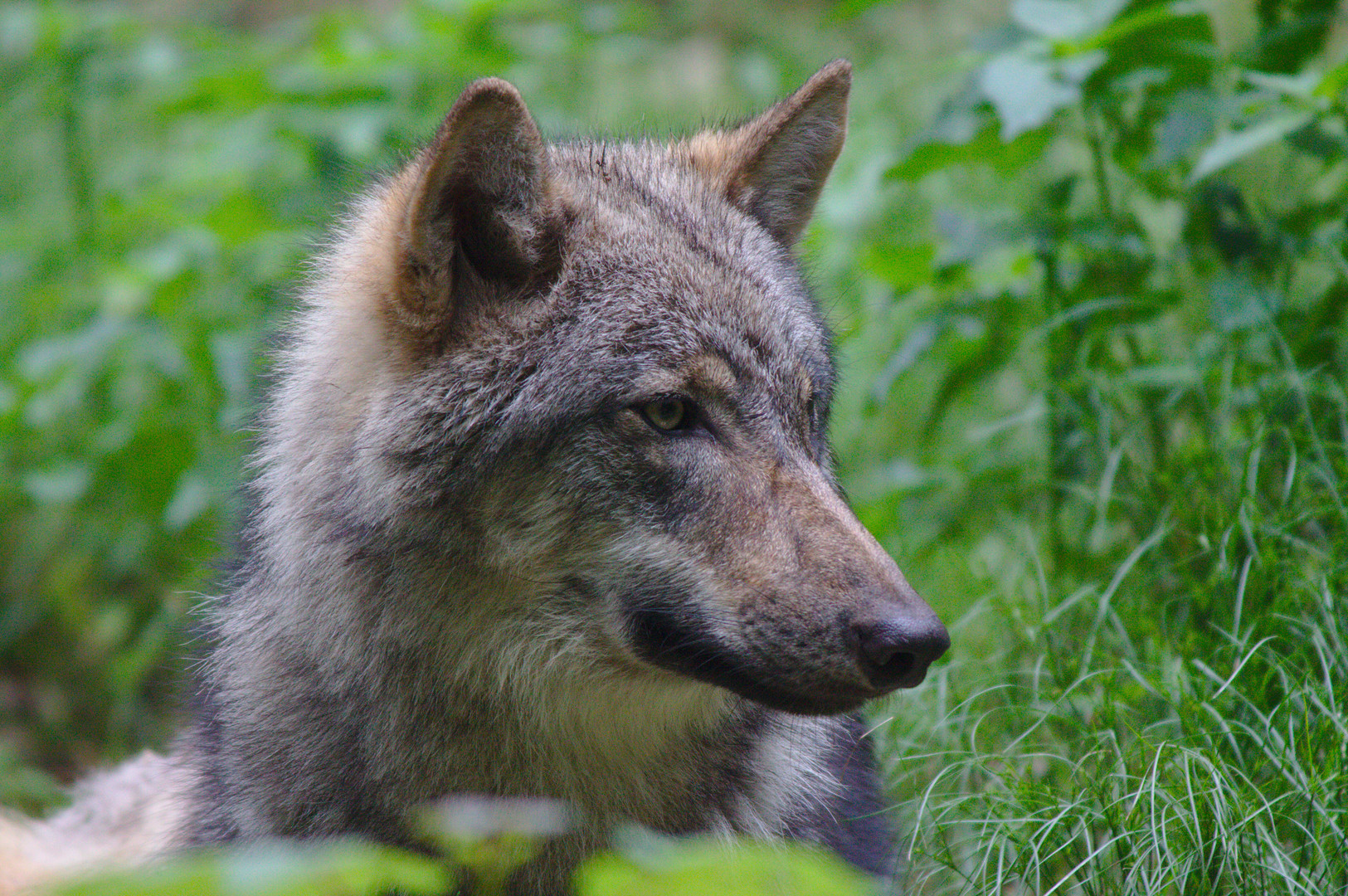 Wolf (Wildpark Gangelt)