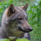 Wolf (Wildpark Gangelt)