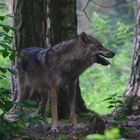 Wolf (Wildpark Gangelt)