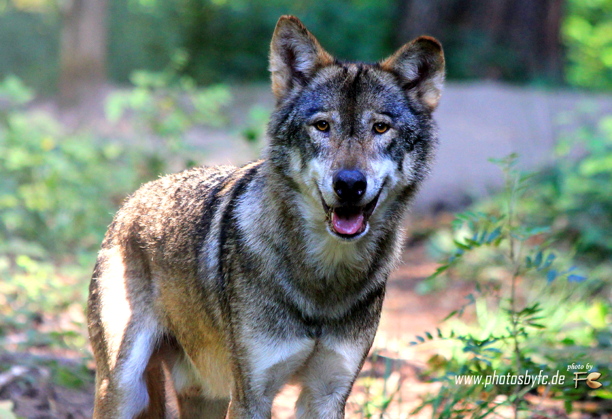 Wolf  Wildpark Hanau Klein-Auheim - Photos by FC - Jeannette Dewald