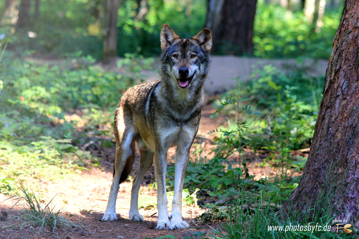 Wolf  Wildpark Hanau Klein-Auheim - Photos by FC - Jeannette Dewald