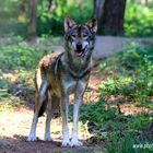 Wolf  Wildpark Hanau Klein-Auheim - Photos by FC - Jeannette Dewald