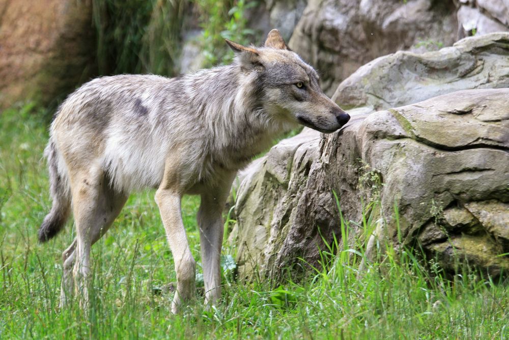 Wolf / Wildpark Lüneburger Heide