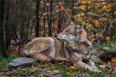 Wolf Wildpark Neuhaus