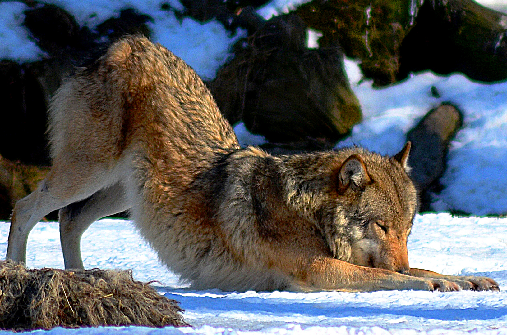 Wolf-Yoga