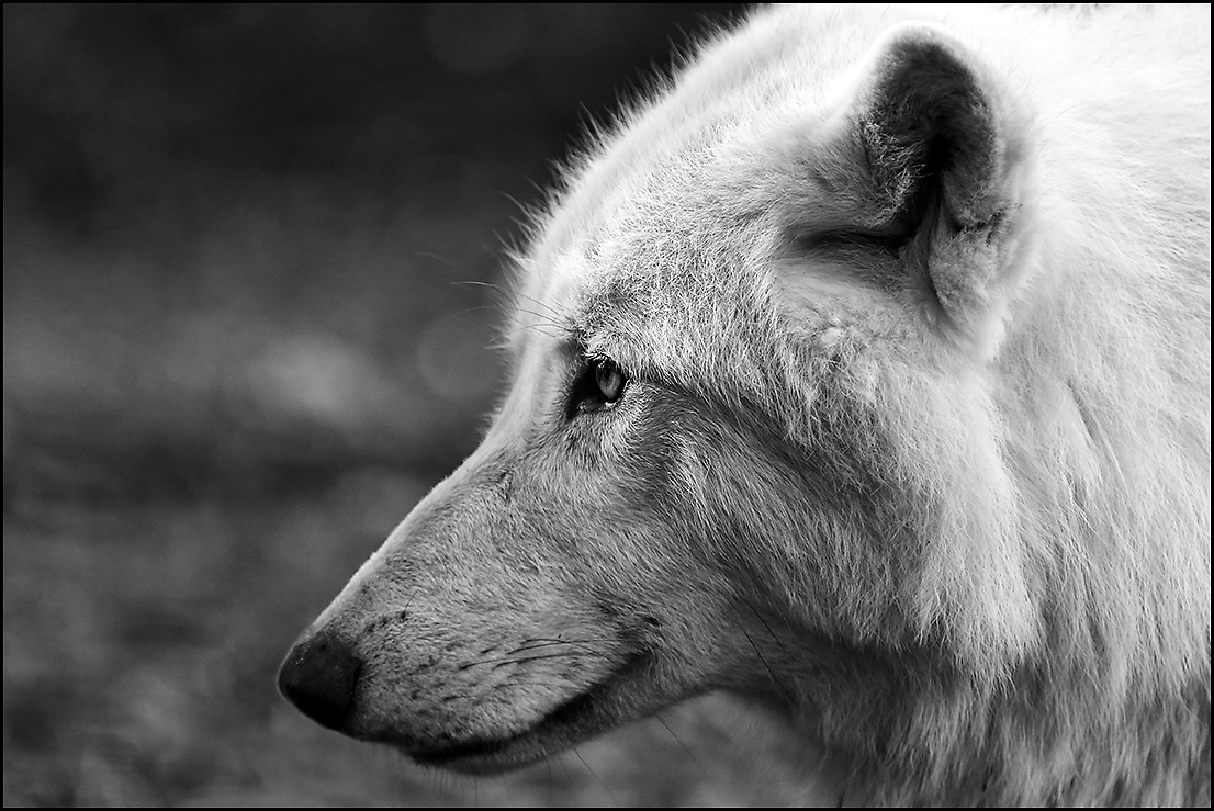 Wolf - ZOO Duisburg