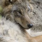 Wolf - Zoo Zürich