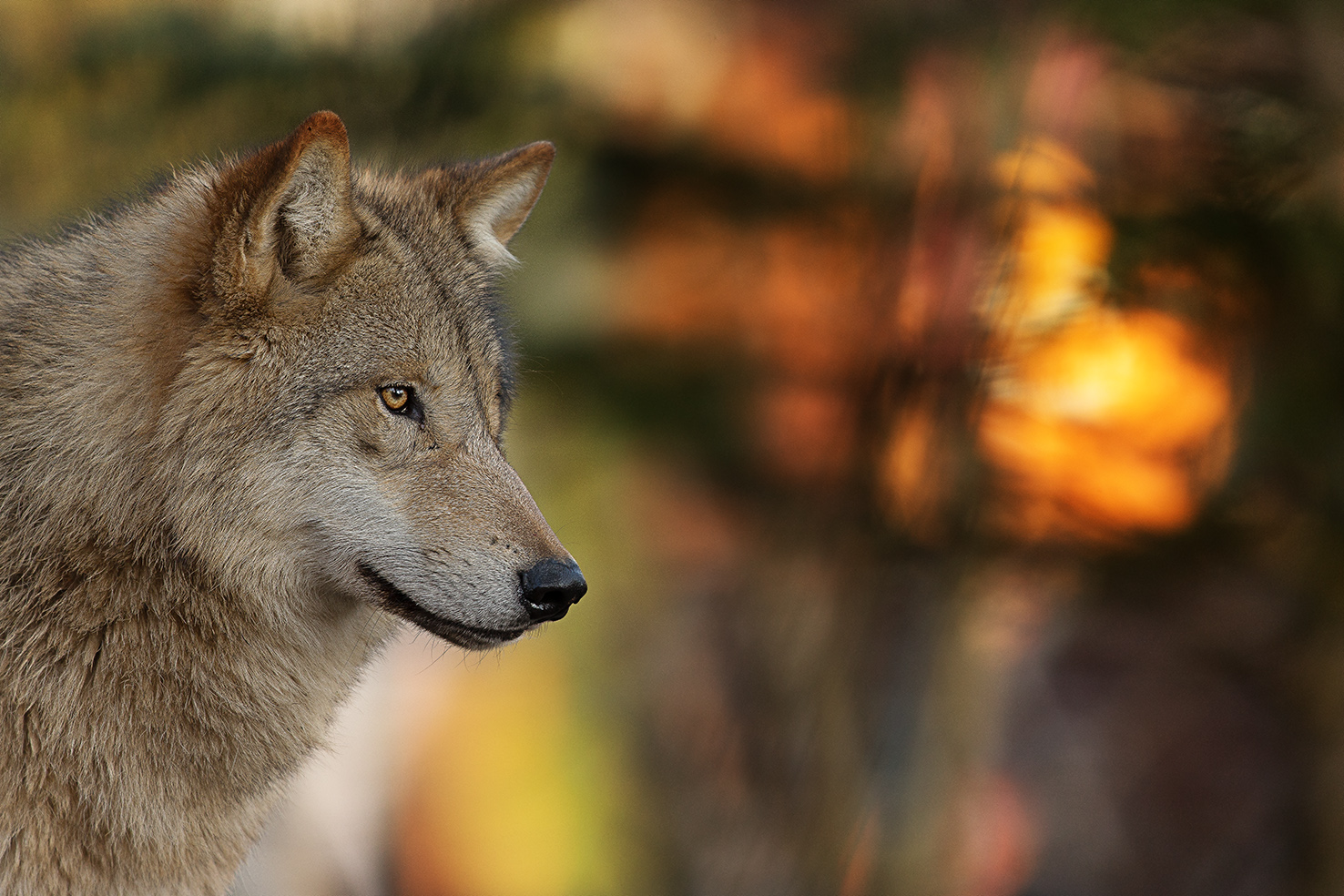 Wolf Zoo Zürich No.1