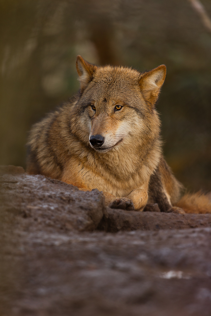 Wolf Zoo Zürich No.3