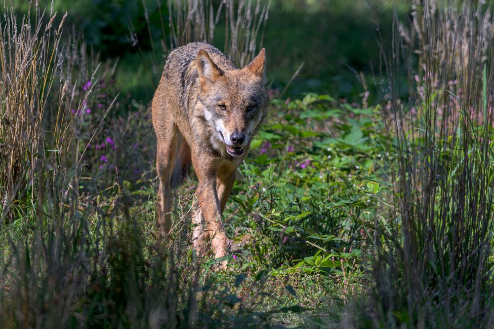 Wolf zum Abschuss freigegeben