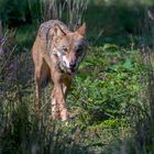 Wolf zum Abschuss freigegeben