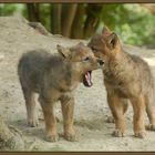 Wolfbabies...