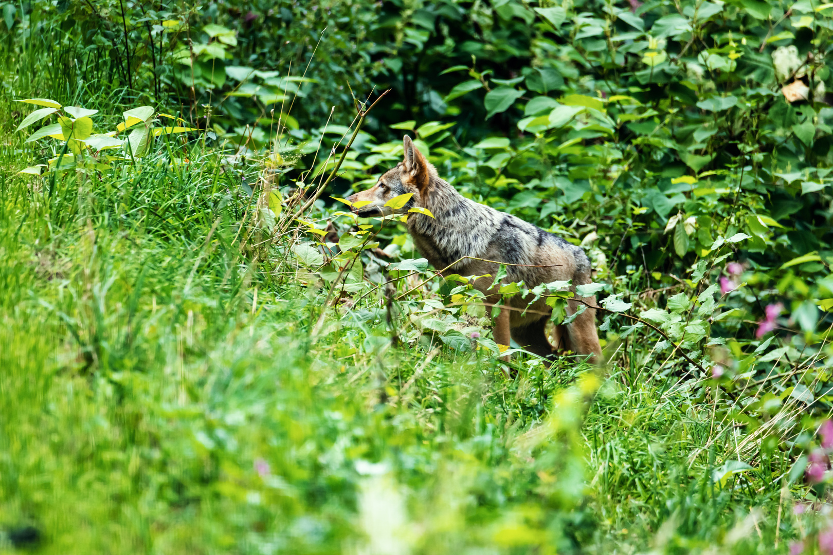 Wolf+Bärenpark Schwarzwald 1