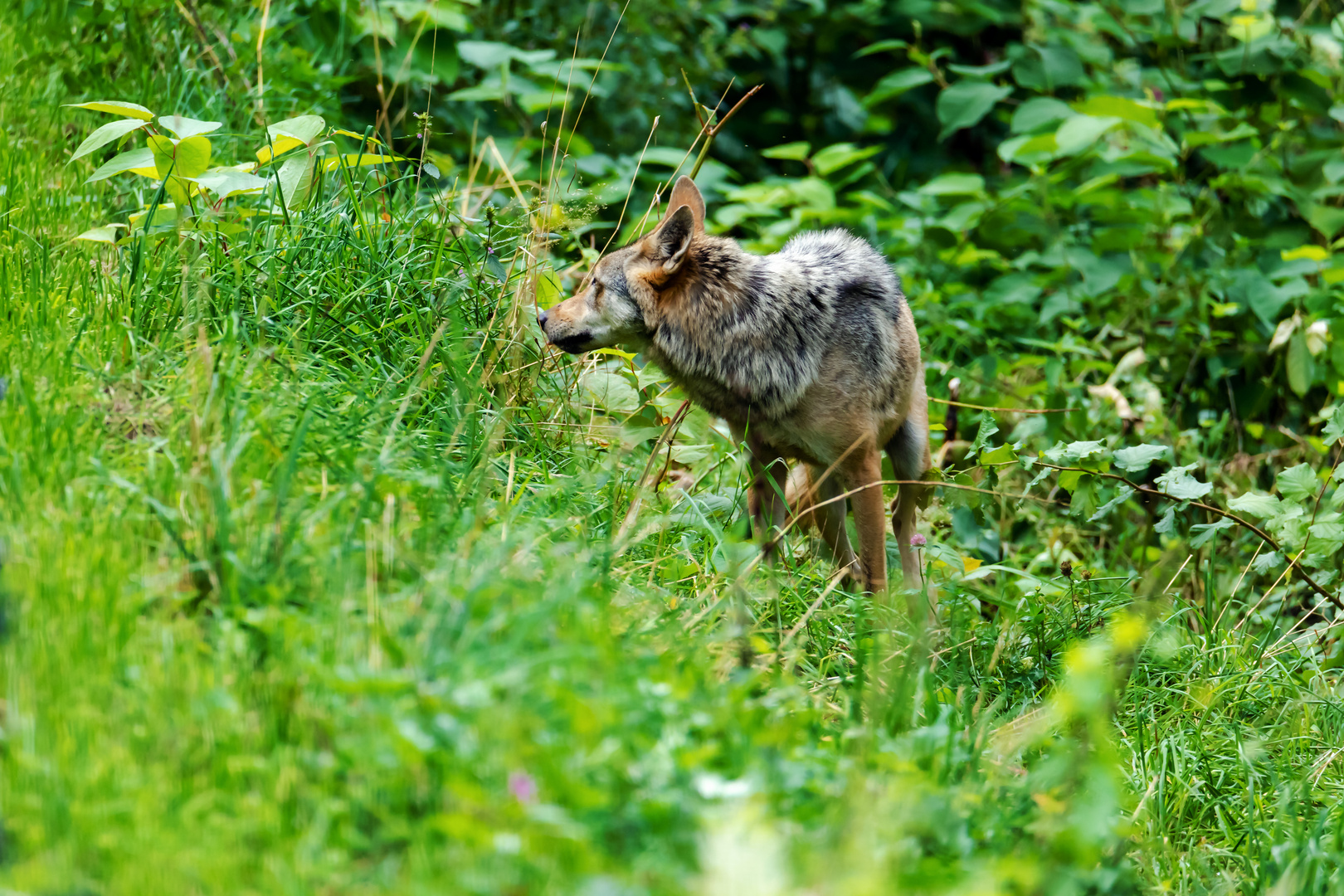 Wolf+Bärenpark Schwarzwald 2