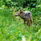 Wolf+Bärenpark Schwarzwald 2