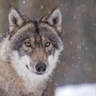 ...Wolfcenter #4...