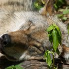 Wolfcenter Dörveden