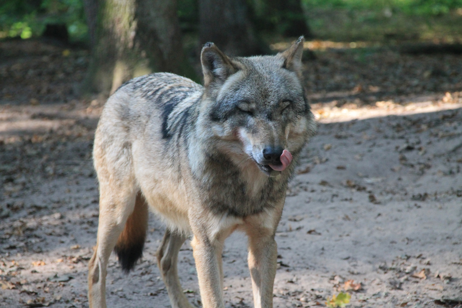 Wolfcenter Dörverden 03.10.2014