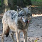 Wolfcenter Dörverden 03.10.2014