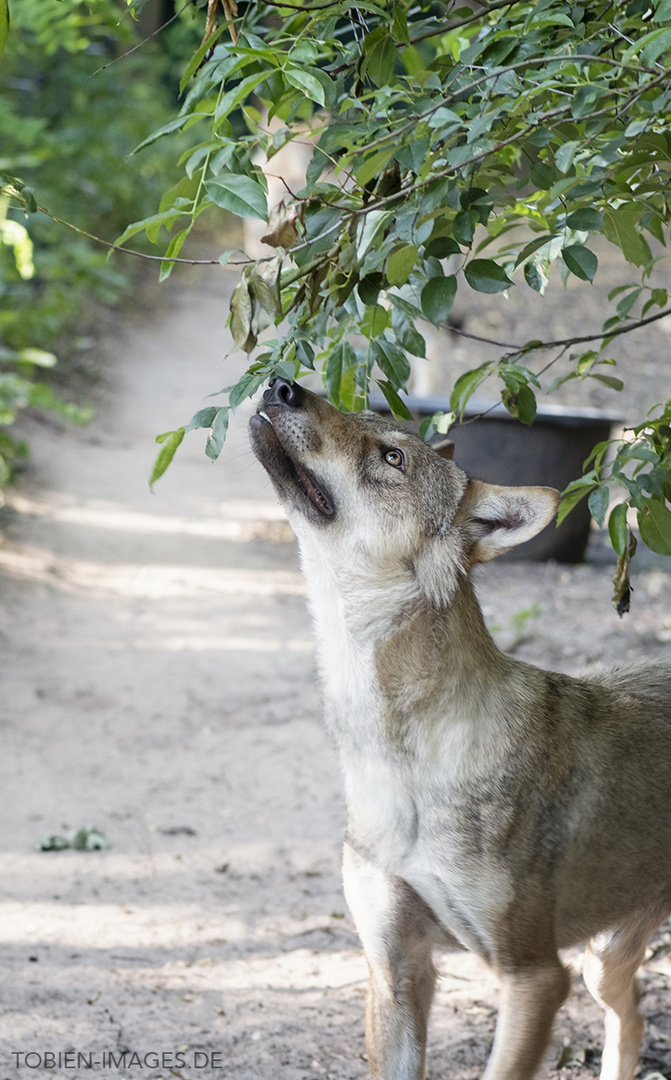 Wolfcenter Dörverden