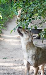 Wolfcenter Dörverden