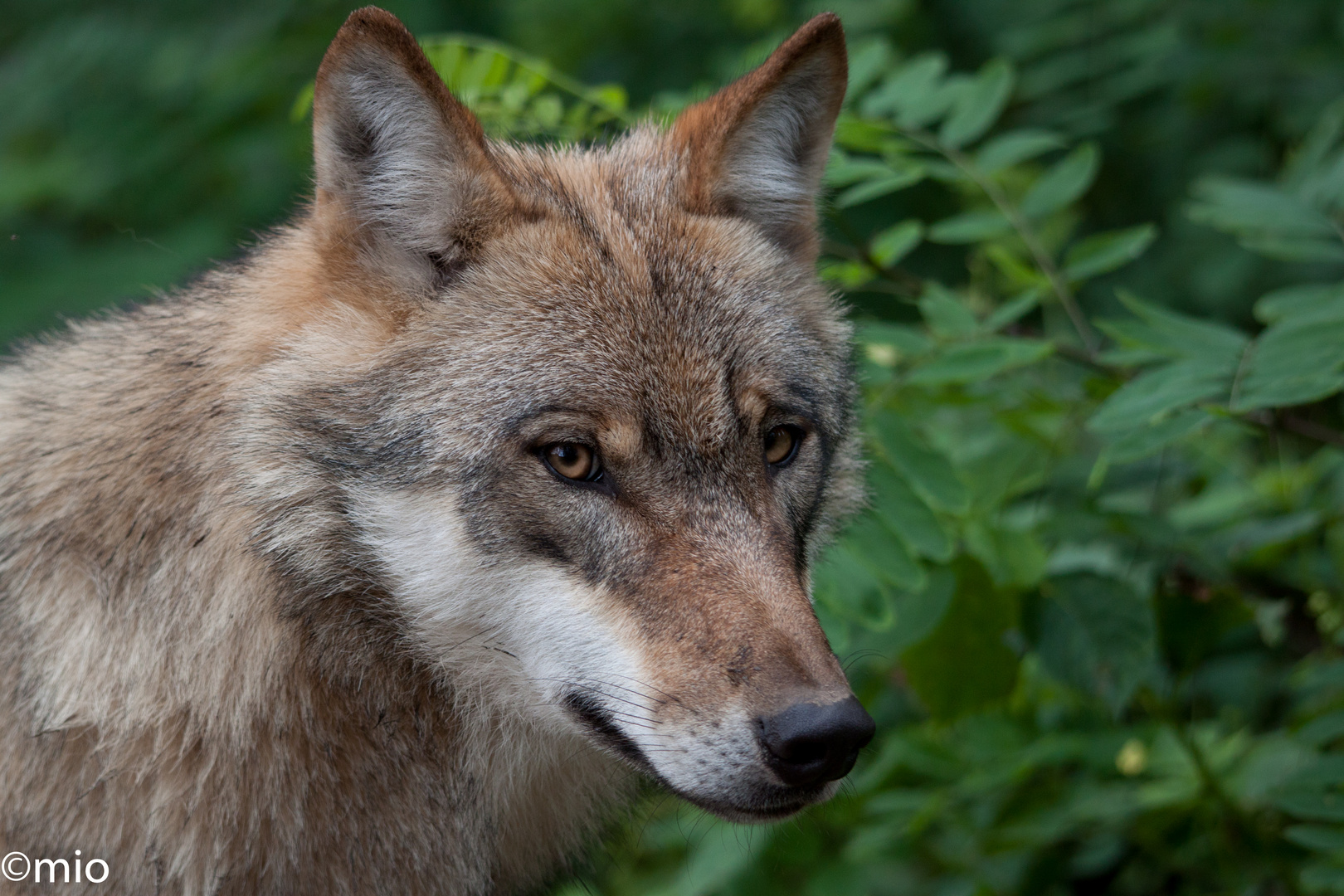 Wolfcenter Dörverden