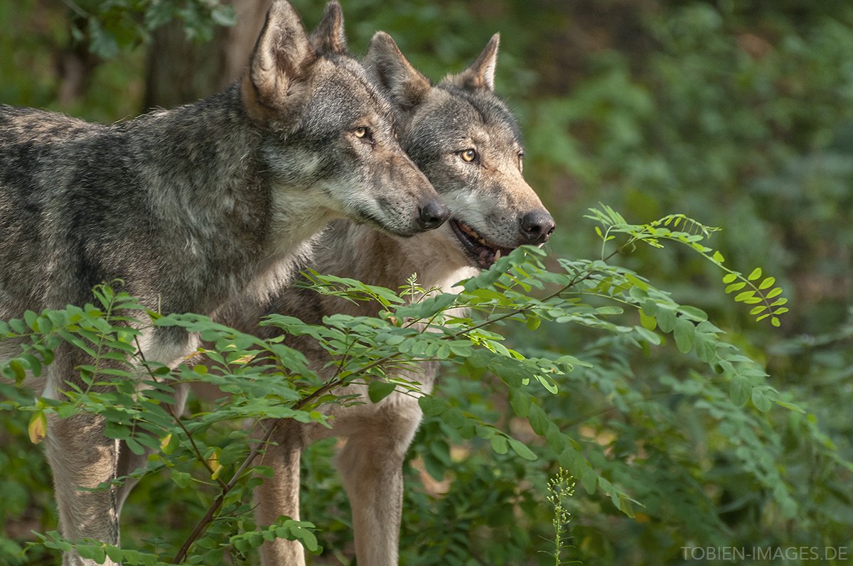 Wolfcenter Dörverden