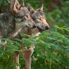 Wolfcenter Dörverden