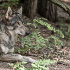 Wolfcenter Dörverden