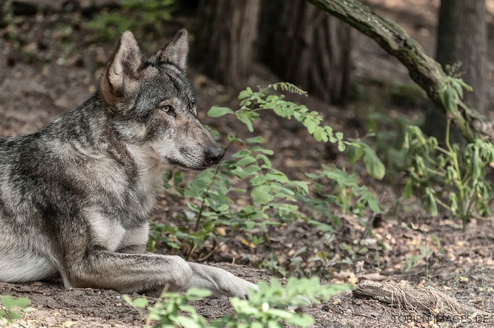 Wolfcenter Dörverden