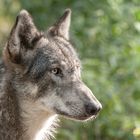 Wolfcenter Dörverden