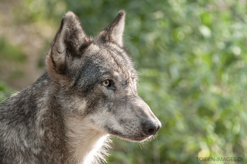 Wolfcenter Dörverden