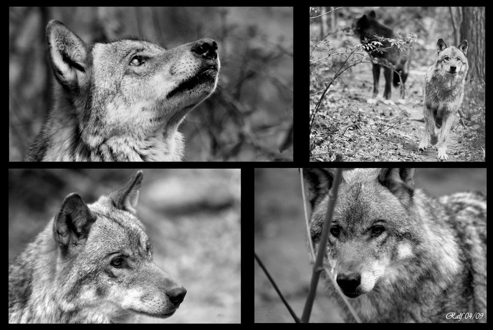 Wolfcollage